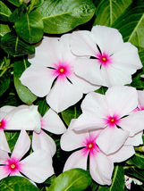 100 Seeds Bright Eyes Periwinkle Vinca Rosea Dwarf White &amp; Pink Flower - £13.62 GBP