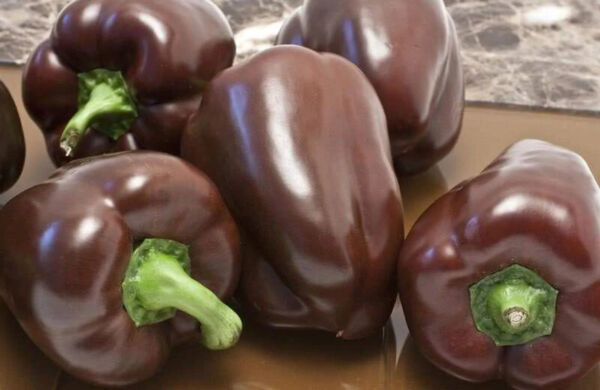Ria Hoki 25 Chocolate Beauty Pepper Seeds Non-Gmo - $7.28