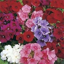 LimaJa Phlox Mixed Colors (Drummondii Compacta) 200 Seeds, LimoJaya Best SALE - £2.39 GBP