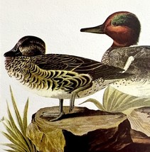 Green Winged Teal Bird 1950 Lithograph Print Audubon Nature First Editio... - $29.99