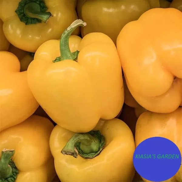 60+ Canary Bell Pepper Sweet Yellow Capsicum Annuum Vegetable Seeds Fres... - $7.98
