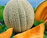 30 Delicious 51 Melon Seeds Non Gmo Cantaloupe Muskmelon #Melonseeds Fas... - $8.99