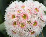 Eucalyptus Camaldulensis 50 Seeds River Red Gum Murray Red Gum Fresh Gar... - $16.42