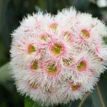 Eucalyptus Camaldulensis 50 Seeds River Red Gum Murray Red Gum Fresh Gar... - $306.75 MXN