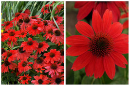 echinacea SOMBRERO SALSA RED coneflower prairie 2.5&quot; pot = 1 Live Potted Plant - £35.16 GBP