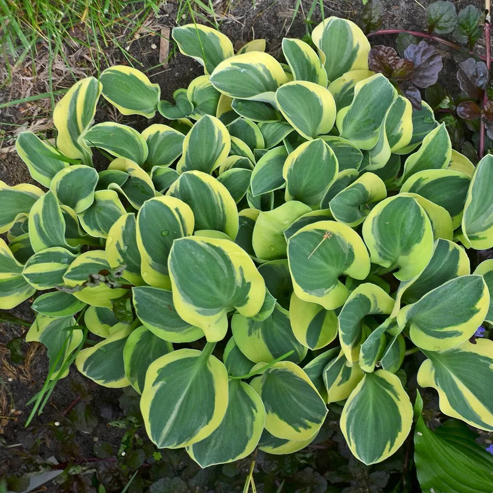 Hosta Mighty Mouse 5.25 Inch Pot Well Rooted Unusual Miniature - $33.43