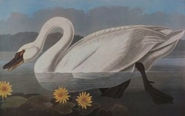 painting Giclee Art Print John James Audubon Common American Swan Fine Canvas - £6.78 GBP+