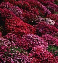 SR12Store 50 Aubrieta Bright Red Rock Cres Flower Seeds Perennial Deer Resistant - £6.44 GBP