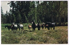 Postcard Animal Wild Horses Of The Chilcotin District Of British Columbia - £5.65 GBP
