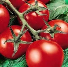US Seller 25  Fresh Heirloom Moneymaker Tomato Seeds - £6.04 GBP