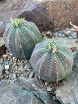 Euphorbia obesa Flower, 100 SEEDS D - £11.27 GBP