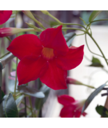 Mandevilla Sanderi Red Flowers - 100 Seeds - $7.57