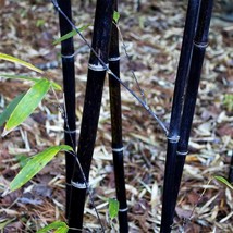 50 Seeds Black Bamboo Seeds bamboo Black India Phyllostachys Nigra Bambo... - £23.12 GBP