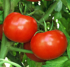 US Seller 500 Tomato Seeds Rutgers Vf Seeds 80 Days Fast Shipping - $21.50