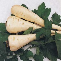 Parsnip Harris Early Model Seeds 200 Vegetable Fresh Garden - $3.98