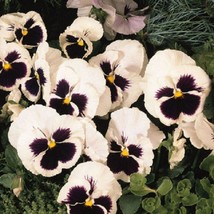 USA SELLER 50 Snow Pansy Seeds White Blotch Flower Seeds Snowpansy - £14.64 GBP