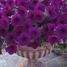 Petunia Seeds 100 Pelleted Trilogy Purple Seeds Variety Gardening USA SHIPPING - $59.15