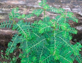 Goodidea Phyllanthus Niruri Bhuiamla Green Chanca Piedra 50 Seeds - $8.64