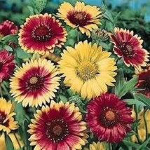 30 Gaillardia Arizona Mix Flower Seeds Ly Offered Perennial Fresh Gardening USA  - £10.06 GBP