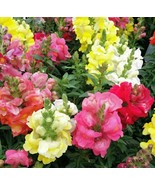 Snapdragon Maximum Mix 100 Seeds - £5.89 GBP