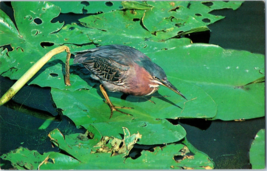 Little Green Heron in Everglades National Park Bird Postcard - £5.45 GBP