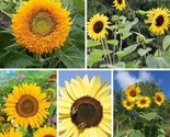 100 Seeds Sunflower Seed Mix Beautiful Collection Sturdy Stems Long Bloo... - $8.99