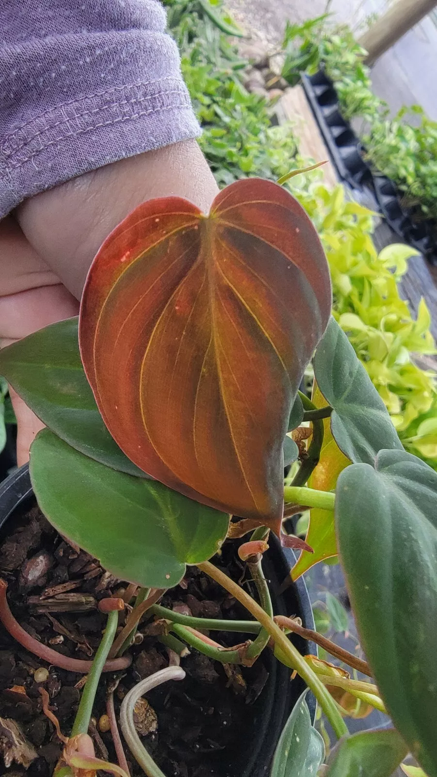 Philodendron Micans~Velvet Leaf Bronze Micans Vine~Potted Plant 4&quot; Pot U... - £17.63 GBP