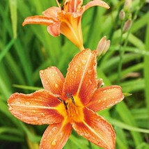 3 Orange Day Lilly Plants Root System Only Twany Ditch Lilly Bare Root W... - $17.58