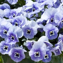 Fall Marina Pansy Seeds Viola X Wittrockiana USA SELLER - $12.53