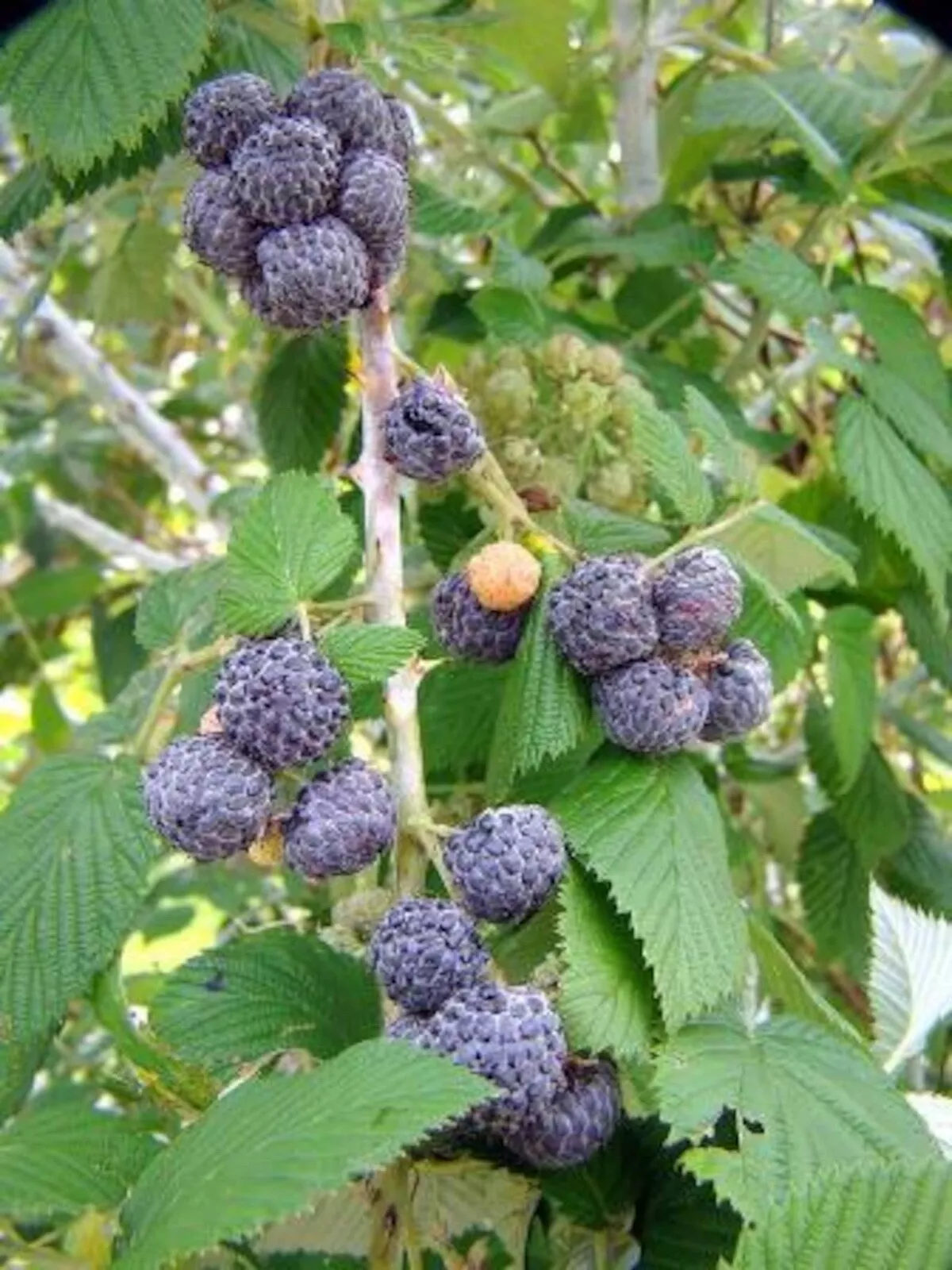 1 Black Raspberry Plant Mysore Rubus Niveus Bare Root Starter Plant Fruit Plant - $35.00