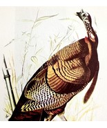 Wild Turkey Bird 1950 Lithograph Art Print Audubon Nature First Edition ... - $41.60 CAD