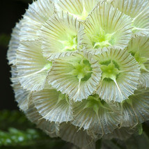 Fresh 3Pcs Scabiosa Stellata Starflower Pincushions Can Be Used As Cut Flowers - $5.22