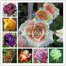100  pcs Rose Bonsai,Rare Color,Rich Aroma, Rare Exotic Chinese Rosa DIY Home Ga - £6.70 GBP