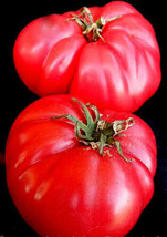 Tomato Seeds Moscow Vr Non Gmo Tomatoes Old Fashioned Sweet Taste50Ct - $7.99