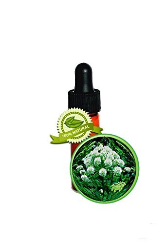 Angelica Root Essential Oil - 100% Pure Angelica Archangelic- 1 DRAM (1/8oz, 3.7
