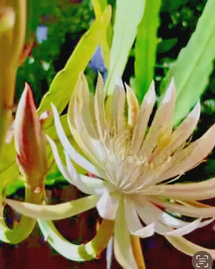 Four Night Blooming Cereus Leaf Beautiful White Cactus Plant cutting 10&quot;... - $33.00