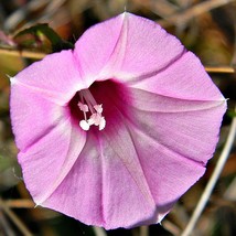 Best USA Seller Ipomoea Cordatotriloba Sharp-Pod Morning-Glory 10 Seeds - £13.82 GBP