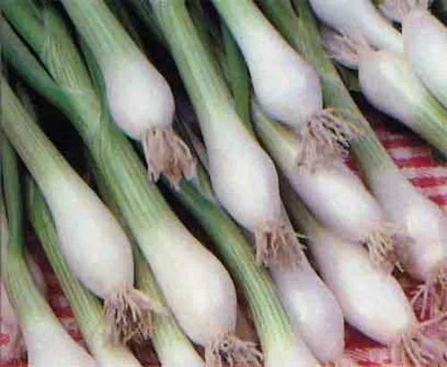 Fresh Seeds Onion Green Bunching Great Vegetable 200 Seeds - $11.58