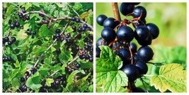 2 CONSORT Black Currant Live Plant - £81.92 GBP