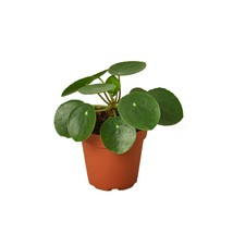 live plant - Pilea Peperomioides &#39;Chinese Money&#39; - 4&quot; Pot - gardening - £38.53 GBP