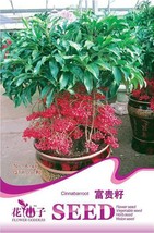 1 Original Pack, 10 seeds / pack, Coral Berry Seed Ardisia Crenata Sub Tropical  - £2.58 GBP