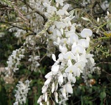 New Fresh Seeds 5 Silky White Wisteria Seeds Vine Climbing Flower Perennial Seed - $9.78