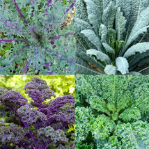 US Seller 200 Seeds Kale Garden Blend 4 Types Microgreens Saute Healthy - $10.17