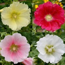 Hollyhocks Single Mix Seeds Alcea Rosea B278 Gardening USA SHIPPING - £4.15 GBP