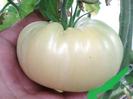 HGBO 50 Seeds Great White Tomato Seeds Fresh Harvest For 2024 Gardens From US - £6.52 GBP