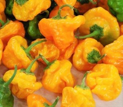 Scotch Bonnett Hot Pepper Scoville 50,000/350,000 20 Seeds Free Us Shipping Gard - $5.98