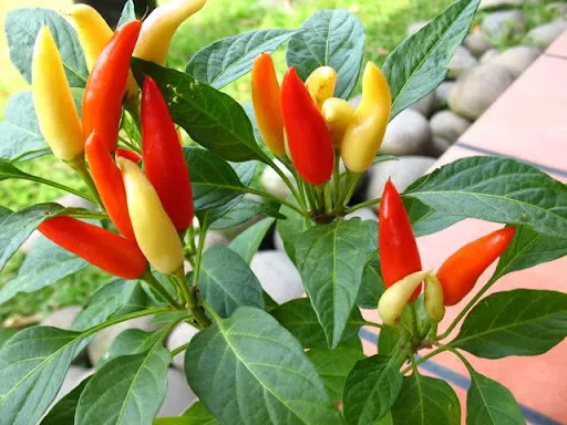 50 Seeds Organic Hot Tabasco Pepper Seeds Usa USA Seller Garden Fresh - £2.99 GBP