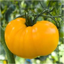 Yellow Brandywine Tomato Indeterminate, Potato Leaf, NON-GMO 30 seeds - £2.70 GBP