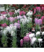 THJAR Dianthus Superbus Spooky Mix | Superb Pink | 200_Seeds - $468.51 MXN