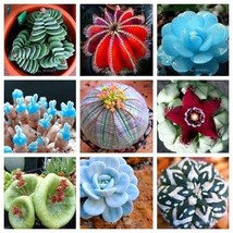 100 pcs Rare Succulent Planter Garden Decoration Lithops Seed Garden Flower - (C - £6.73 GBP